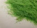Simply Scenery 3mm Static Grass Rejuvenated Green