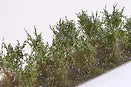 Martin Welberg Bushes Type C Lavender